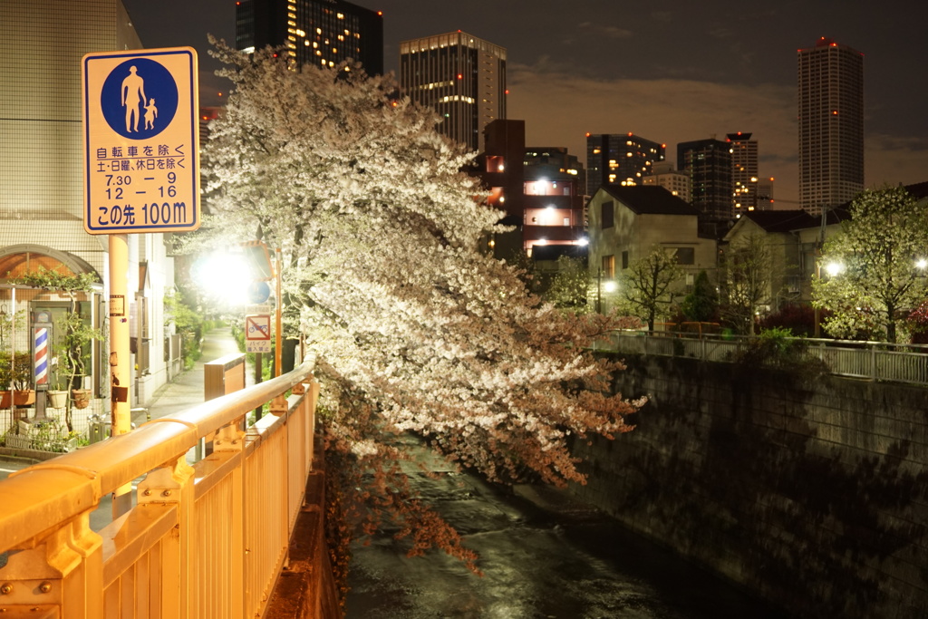 夜桜見物？