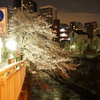 夜桜見物？