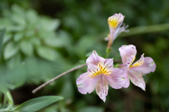 花のかほりに誘われて
