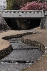 京都の街に馴染む河津桜