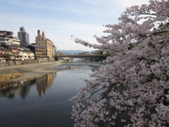 春の四条大橋