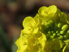 ビタミンカラー