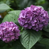しっとりした紫陽花