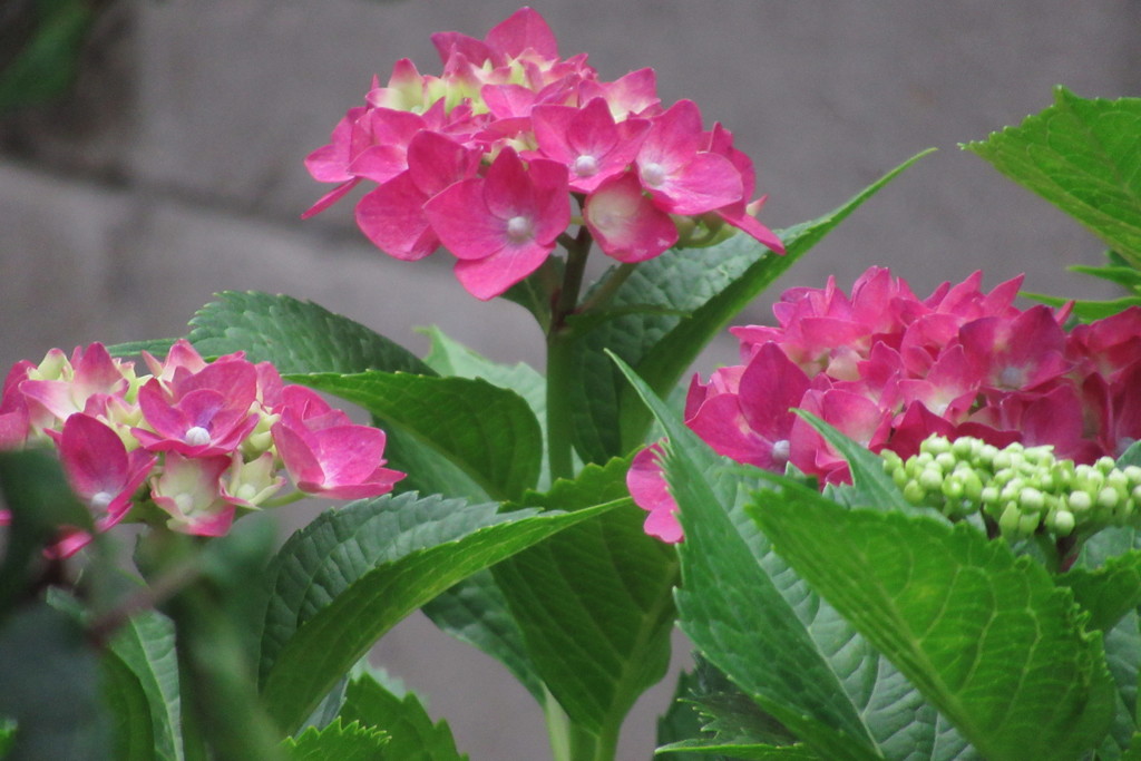 雨目前の紫陽花