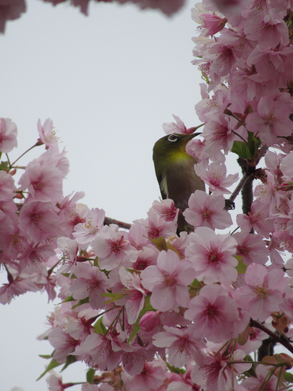 かろうじて桜ジロー来た