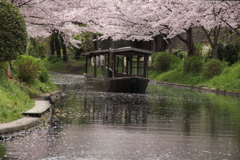 伏見「十石舟と桜」