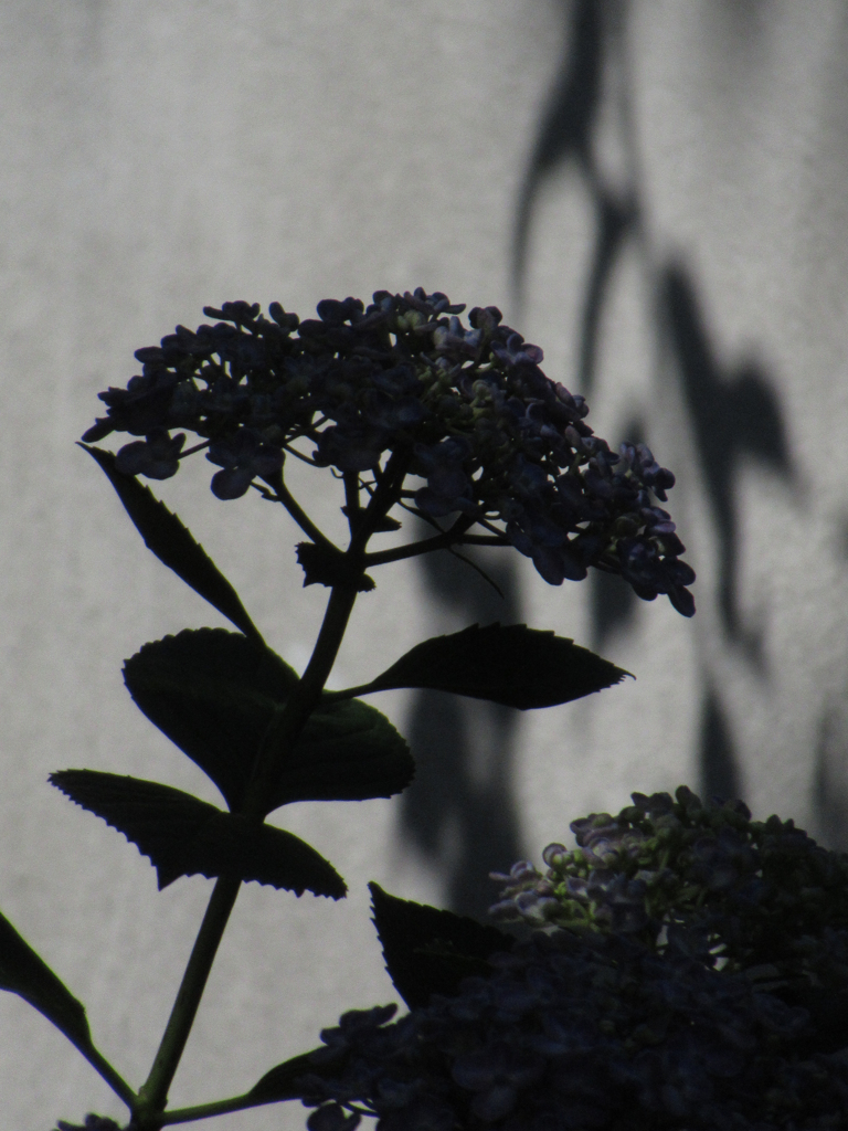 もう一つの紫陽花