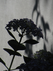 もう一つの紫陽花
