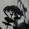 もう一つの紫陽花