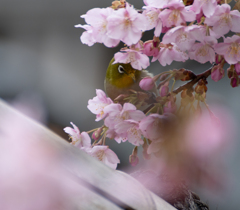 やさしさに包まれたなら