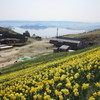 ラッパ水仙