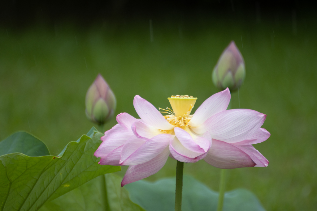 雨にも負けず