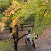紅葉狩り
