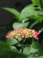 紫陽花