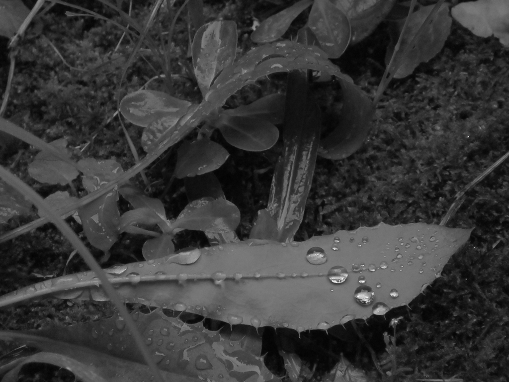 雨