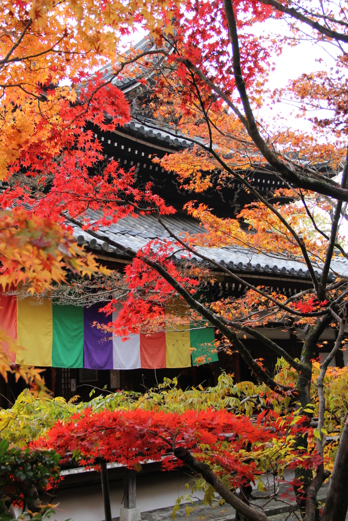紅葉に彩られた本堂