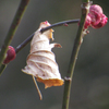 伊吹