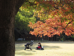 紅葉が照らす命