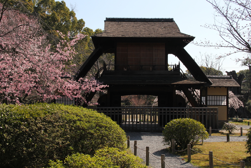 修善寺寒桜