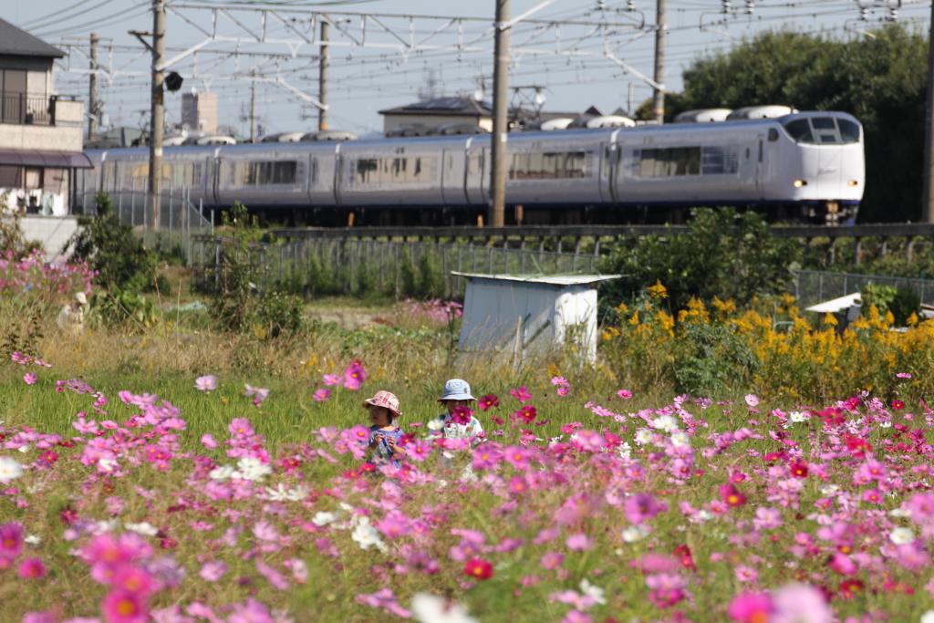 電車の見えるコスモス畑
