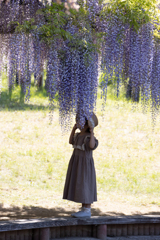 藤棚