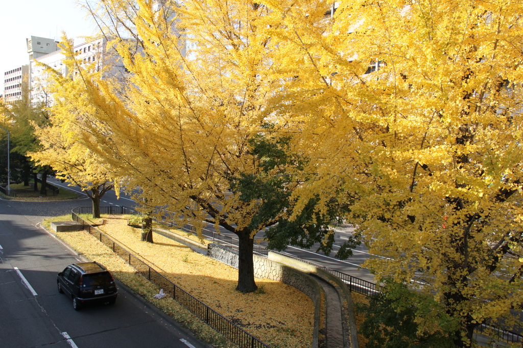 堀川の銀杏