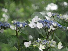 紫陽花が教えてくれたこと