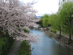 伏見柳と桜