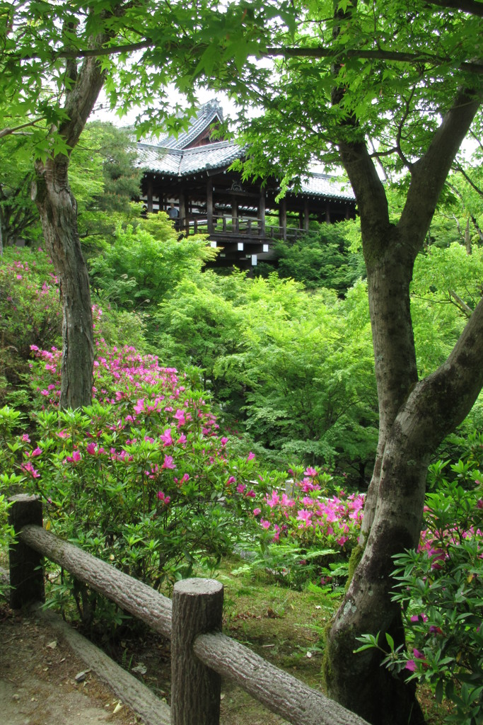 東福寺のツツジ