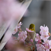春
