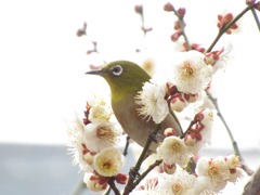 春