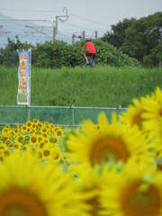 夏