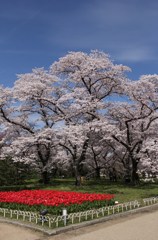 桜とチューリップの競演