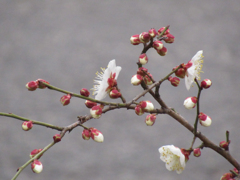 早春の気配