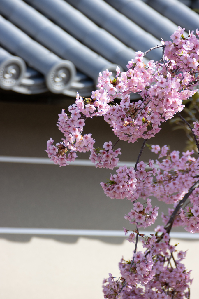 河津桜を桜に見立て