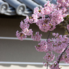 河津桜を桜に見立て