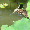 カキカキ