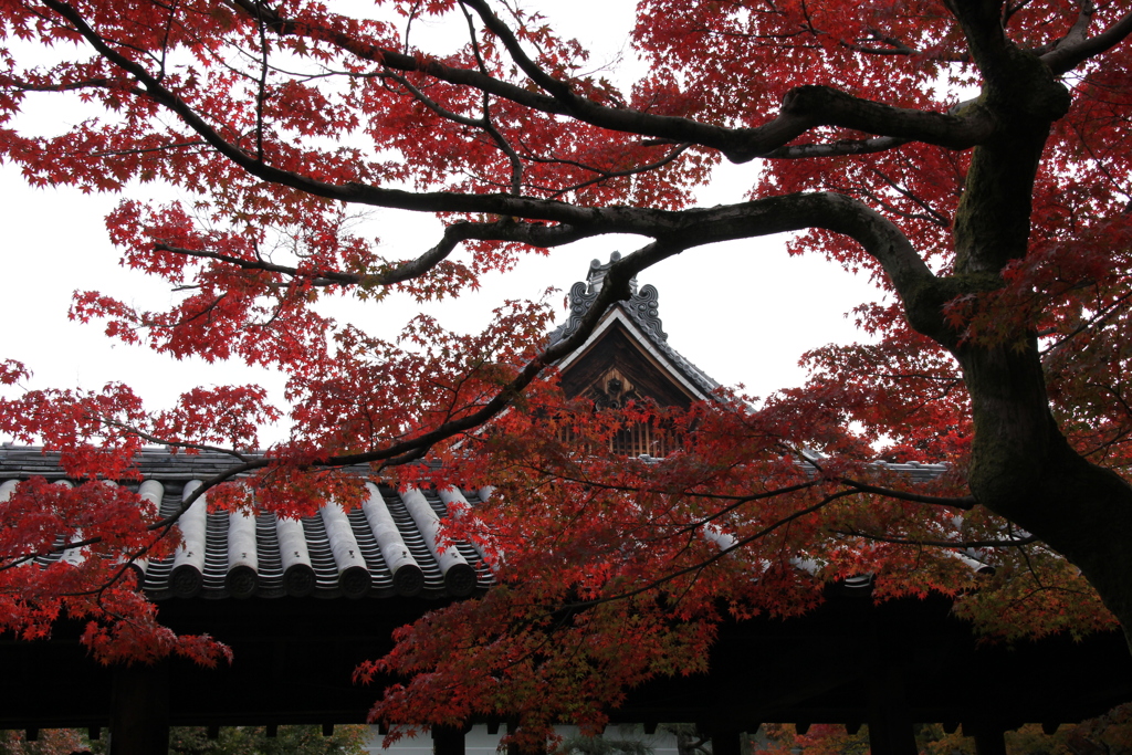 東福寺の紅葉