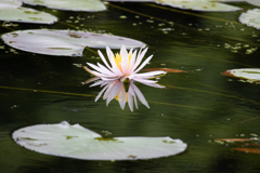 梅雨時の華