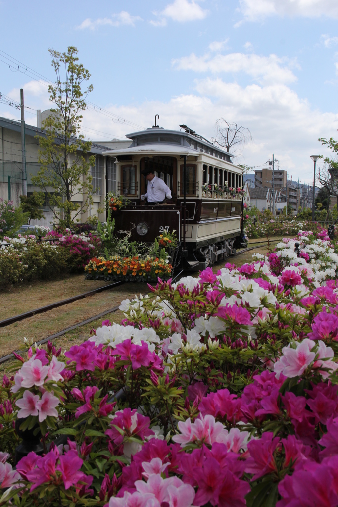 梅小路公園「ツツジとチンチン電車」