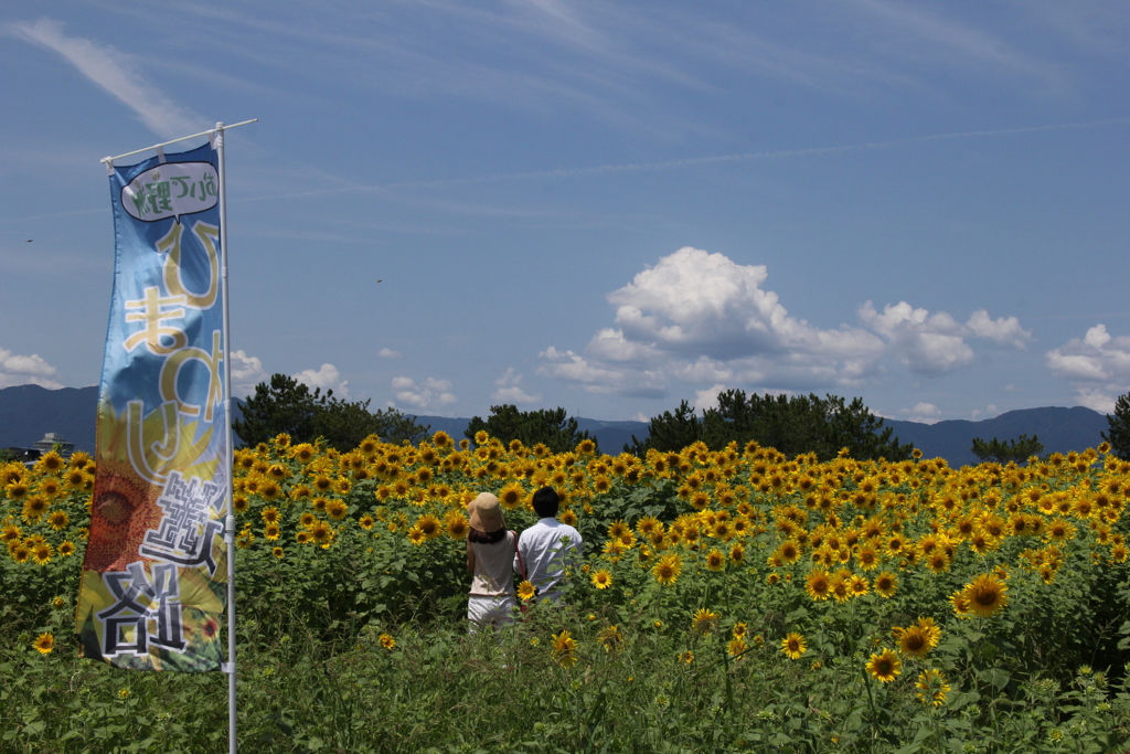 ひまわりデート