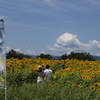 ひまわりデート