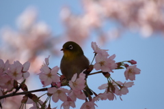 桜色