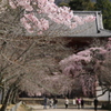 桜に集う