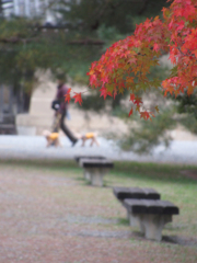 贅沢な散歩