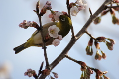 かぶりつき