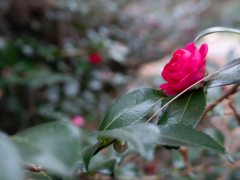 山茶花