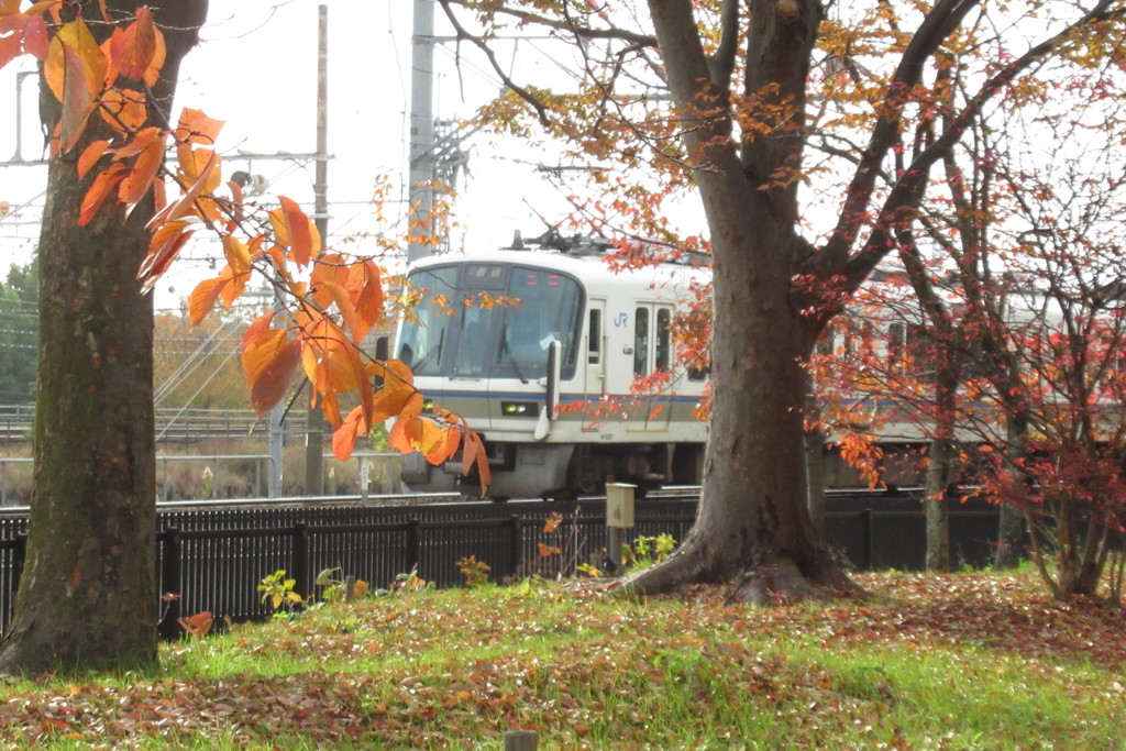 梅小路公園に行こう！秋編