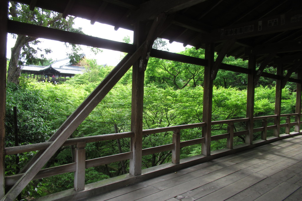 東福寺の青もみじ