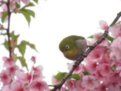 まんまる